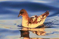Pintado Petrel